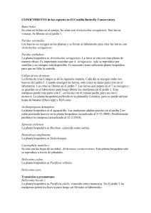 Morpho helenor - IHMC Public Cmaps (2)