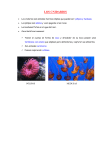 TEORIA cnidarios