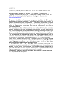 Ajuste de un protocolo para multiplicación in vitro de un híbrido de