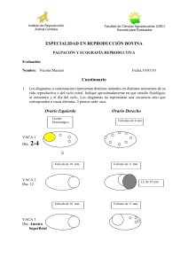 especialidad en reproducción bovina