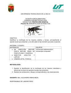 practica de lab formato iii - Universidad Tecnológica de la Selva