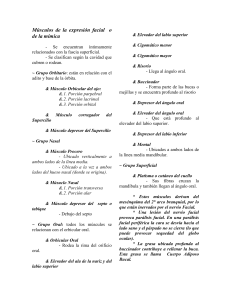 Músculos de la expresión facial o de la mímica