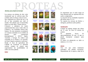 el cultivo de las proteas