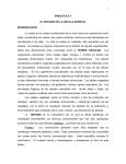 PRACTICA_1_CELULA_VEGETAL_BQ_FIV_2002