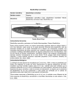 Basilichthys semotilus - Ministerio del Medio Ambiente