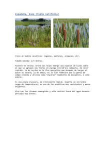 espadaña, enea - Mi libro digital