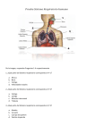 actividad sistema respiratorio