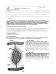 GUÍA DE AUTOAPRENDIZAJE N°10 BIOLOGÍA Puntos / Nota