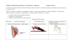 TRABAJO: EJERCICIOS DE FUERZA Y ELASTICIDAD (PAREJAS