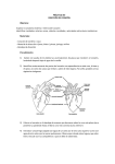 PRÁCTICO XIII Diseccion de corazón (164433)