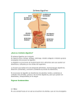 Sistema digestivo: ¿Qué es el sistema digestivo? El sistema