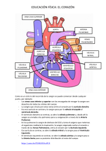 sistema-cardiovascular-el-corazon