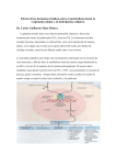 Efectos de las hormonas tiroideas sobre el metabolismo basal, la