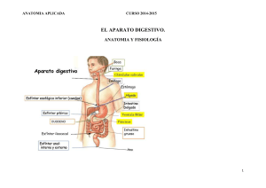 el aparato digestivo. anatomia y fisiología