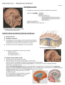 8: snc - órganos del encéfalo