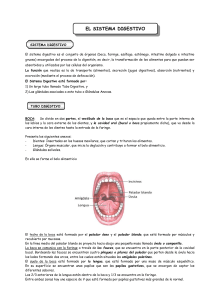 El Sistema Digestivo