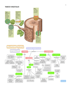 Organografía vegetal