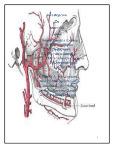 Arteria Carotida Externa