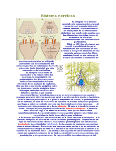 Sistema nervioso - los3mejoresdeportistas