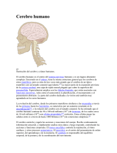 Ilustración del cerebro y cráneo humanos.