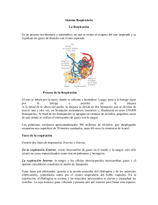 Sistema Respiratorio La Respiración Es un proceso involuntario y