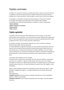 Tejidos conectivos - biologialasalle4-4