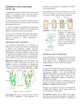 A. La división celular