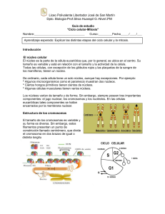 Ciclo celular-Mitosis - Liceo Polivalente Libertador General José de