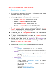 Tema 13. Los animales. Reino Metazoo. Características generales
