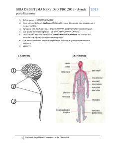 GUIA DE SISTEMA NERVIOSO. PRO 2013.