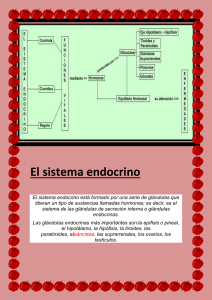 Glandulas del sistema endocrino