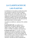 la clasificacion de las plantas