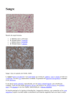 Fisiología de la sangre