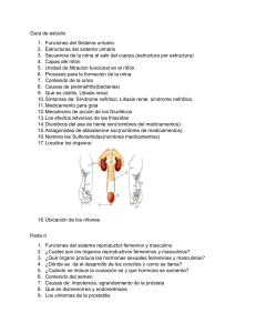 Guía de estudio Funciones del Sistema urinario Estructuras del