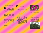 Tema: Tipos de plantas ornamentales