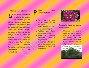 Tema: Tipos de plantas ornamentales