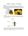 Abejas, Avispas, y Hormigas ¿Qué son? Las abejas, avispas y