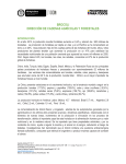 006 - Inf. Coyuntura - Brocoli Banca Comercial - SIOC