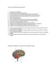 taller del sistema nervioso grado 8