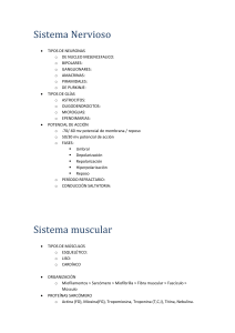 Sistema Nervioso TIPOS DE NEURONAS DE NUCLEO