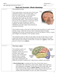 Read and Annotate: Brain Anatomy