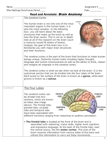 Read and Annotate: Brain Anatomy