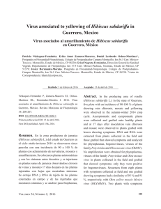 Virus associated to yellowing of Hibiscus sabdariffa in Guerrero