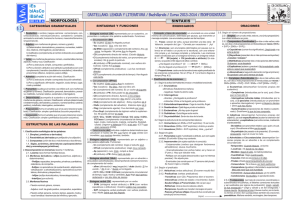 Morfosintaxis (cuadro sinóptico) 2013-2014.pmd