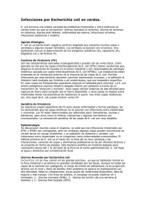 Infecciones por Escherichia coli en cerdos.