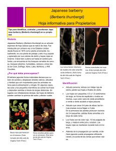 Japanese barberry (Berberis thunbergii) Hoja informativa para