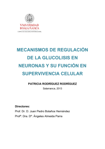 mecanismos de regulación de la glucolisis en neuronas y su función