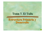 Tema 7. El Tallo Estructura Primaria y Desarrollo Estructura Primaria