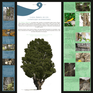 panel 6: cada árbol es un complejo