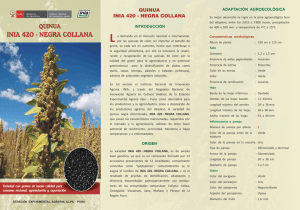 inia 420 - negra collana - GRANOS ANDINOS DE COLOMBIA